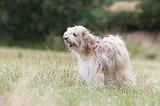 TERRIER DU TIBET 101